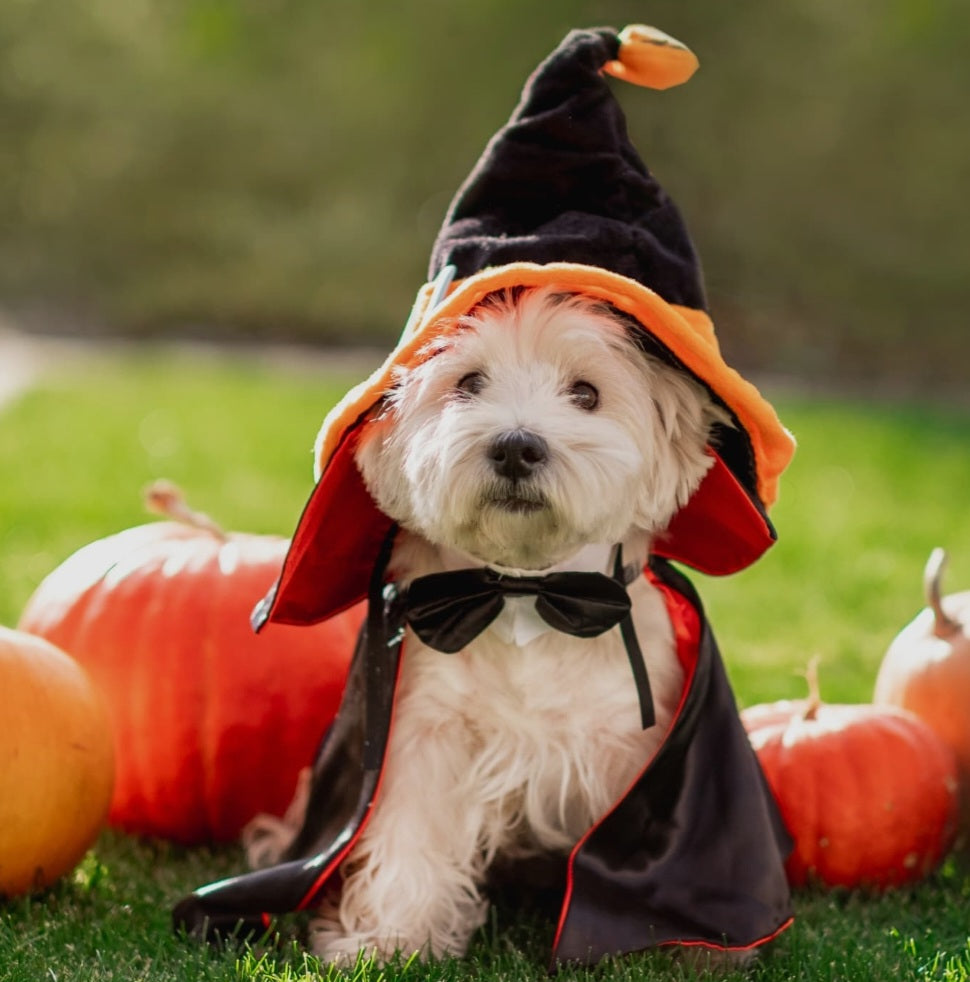 Pet Costumes